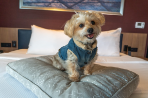 Dog Friendly Rooms