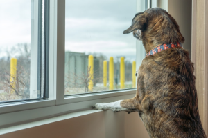 Dog Friendly Rooms