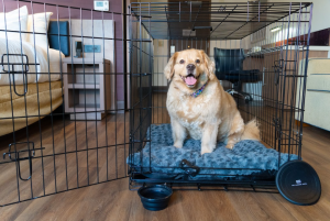 Dog Friendly Rooms